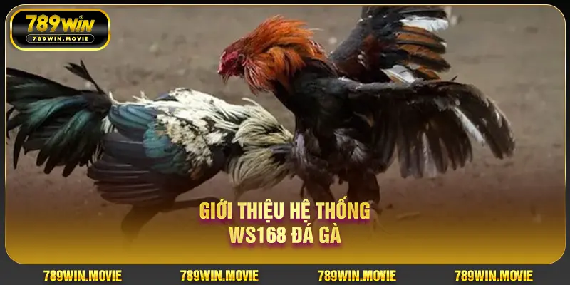 Giới thiệu hệ thống WS168 đá gà Giới thiệu hệ thống WS168 đá gà